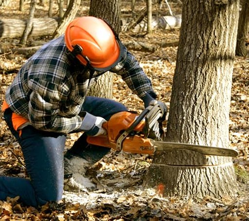 Tree Removal in Bells, TX